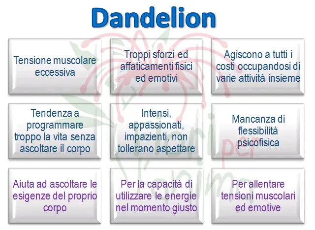 Schema riassuntivo dell'essenza