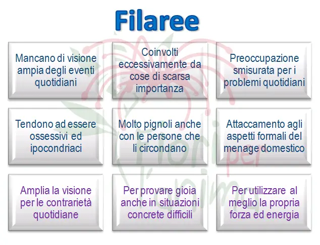 Schema riassuntivo dell'essenza