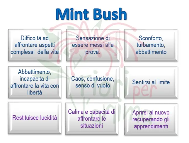 Schema riassuntivo dell'essenza