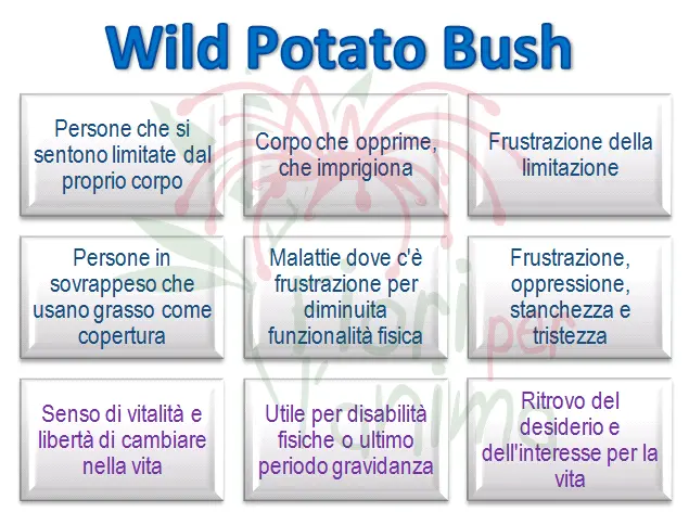 Schema riassuntivo dell'essenza