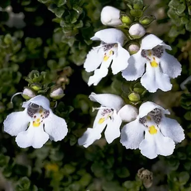 Alpine mint bush
