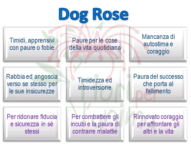 Schema riassuntivo dell'essenza